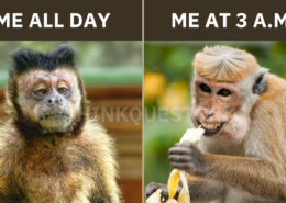 Monkey meme