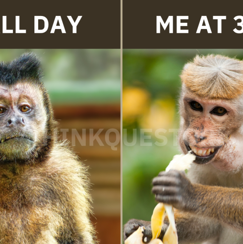 Monkey meme