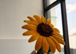 Sunflower for a complete day