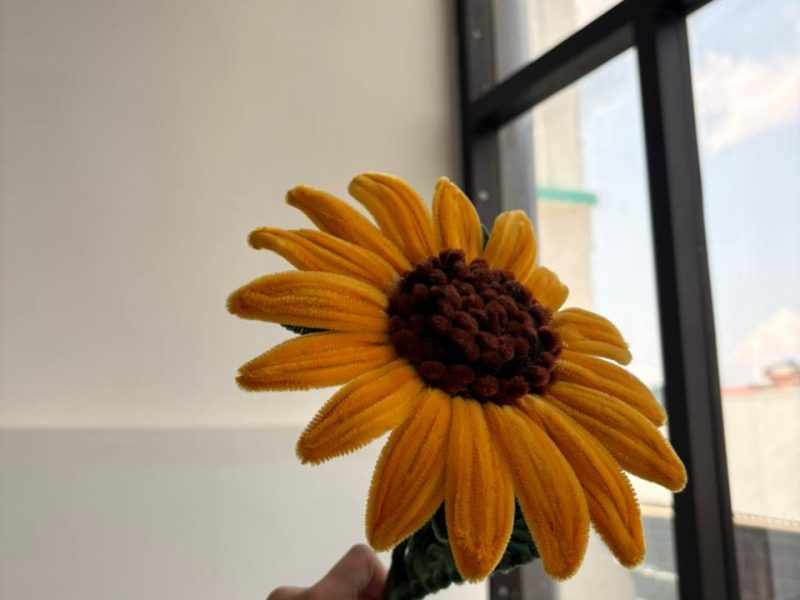 Sunflower for a complete day