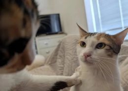 To love pets (cats) <3