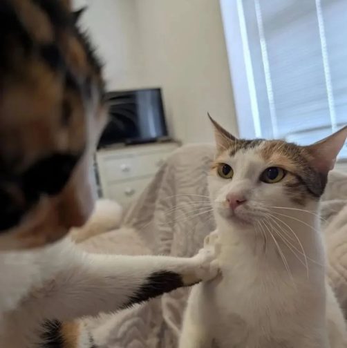 To love pets (cats) <3