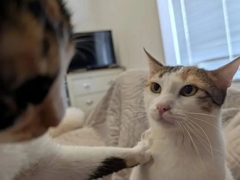 To love pets (cats) <3