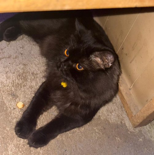 Met this handsome boi🖤