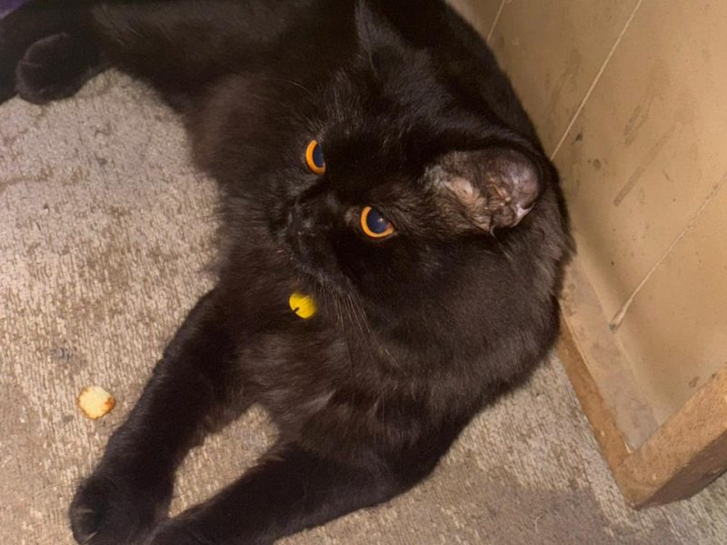 Met this handsome boi🖤